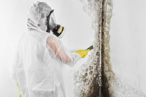 Mold Removal and Inspection in La Grange, TX