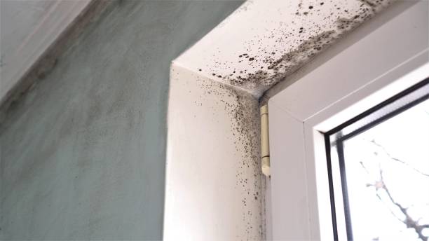 Office Mold Removal Services in La Grange, TX