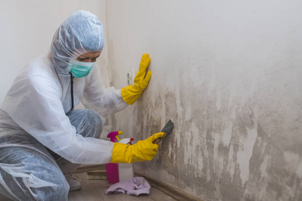 Trusted La Grange, TX Mold Removal Experts