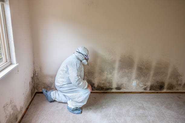 Professional Mold Removal in La Grange, TX