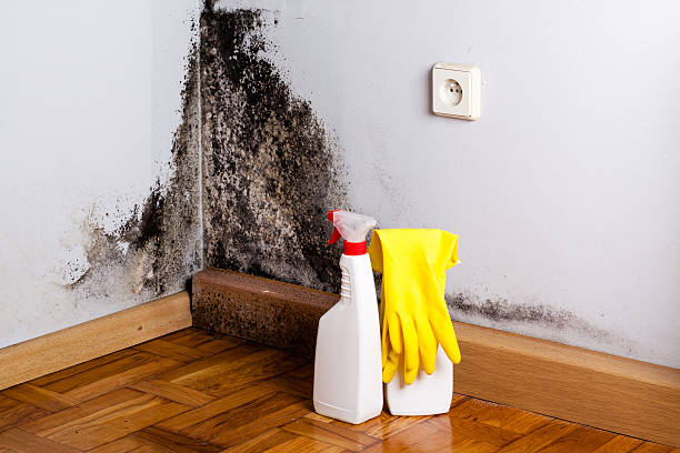 Best Mold Damage Repair  in La Grange, TX