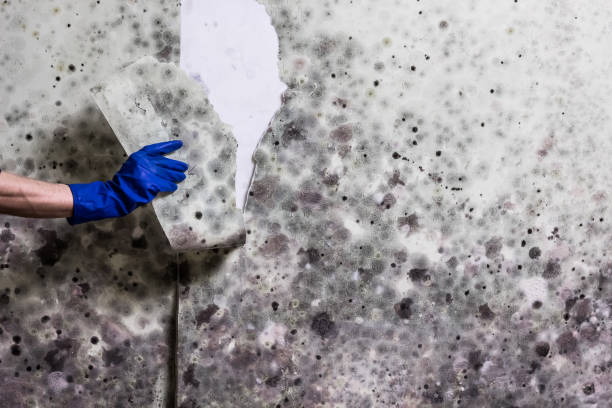 Best Professional Mold Removal  in La Grange, TX