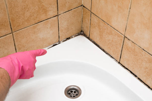 Best Black Mold Removal  in La Grange, TX